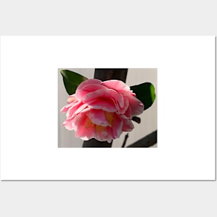 Pink And White Camellia Bloom Posters and Art